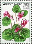Viola variegata