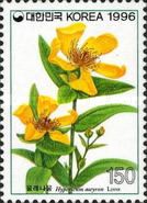 Hypericum ascyron