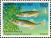 Amur Stickleback (Pungitius sinensis)