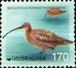 Far Eastern Curlew (Numenius madagascariensis)