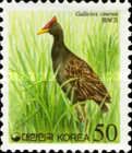 Watercock (Gallicrex cinerea)