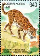 Amur Leopard (Panthera pardus orientalis)