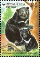 Asiatic Black Bear (Selenarctos thibetanus)