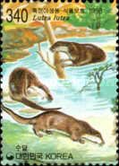 Eurasian Otter (Lutra lutra)