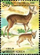 Siberian Musk-deer (Moschus moschiferus)