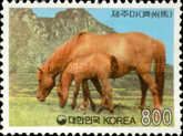 Cheju Pony (Equus ferus caballus)