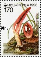 Pseudocolus schellenbergiae