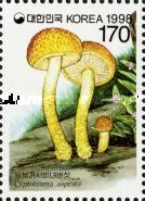 Cyptotrama asprata