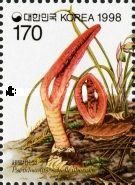 Pseudocolus schellenbergiae