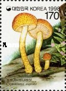 Cyptotrama asprata