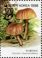 Laccaria vinaceoavellanea
