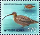Far Eastern Curlew (Numenius madagascariensis)