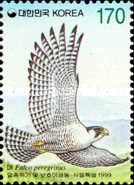 Peregrine Falcon (Falco peregrinus)