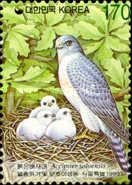 Chinese Sparrowhawk (Accipiter soloensis)
