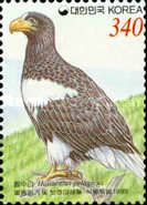 Steller's Sea-eagle (Haliaeetus pelagicus)