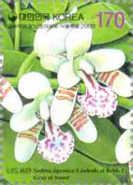 Sedirea japonica