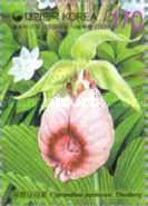 Cypripedium japonicum