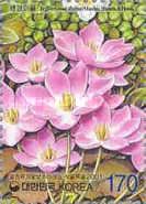 Jeffersonia dubia