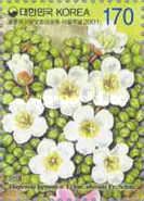 Diapensia lapponica