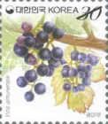 Amur Grape (Vitis amurensis)