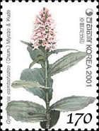 Gymnadenia camtschatica