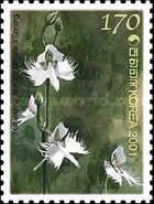 Habenaria radiata