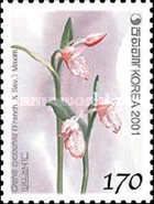 Orchis cyclochila