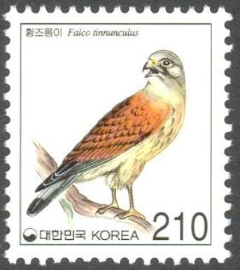 Common Kestrel (Falco tinnunculus)