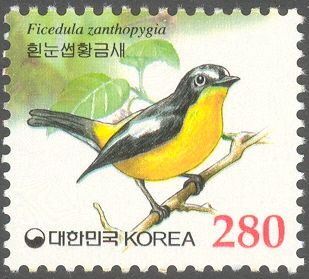 Yellow-rumped Flycatcher (Ficedula zanthopygia)