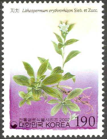 Lithospermum erythrorhizon