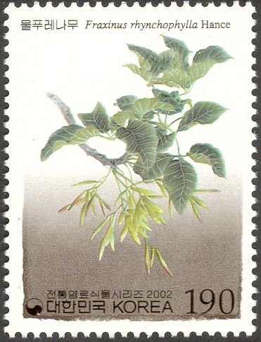 Fraxinus rhynchophylla Hance