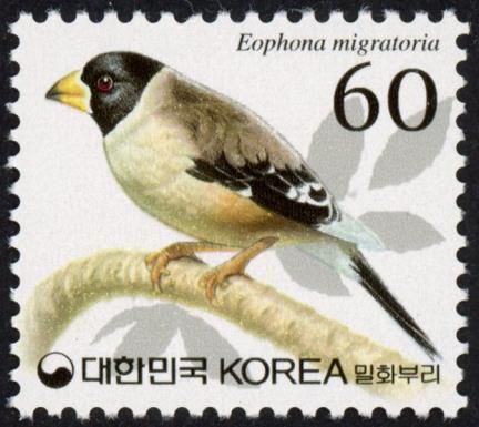 Yellow-billed Grosbeak (Eophona migratoria)