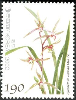 Cymbidium Kanran Makino
