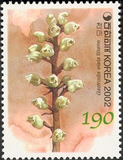 Gastrodia elata Blume