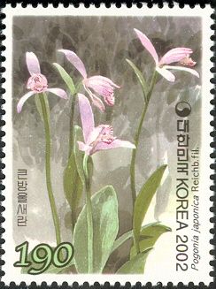 Asian Pogonia (Pogonia japonica)