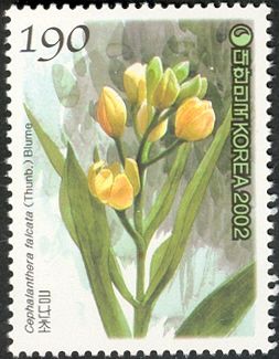 Cephalanthera falcata (Thunb.) Blume