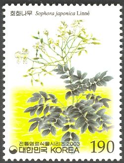 Sophora japonica