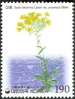 Isatis tinctoria var. yezoensis
