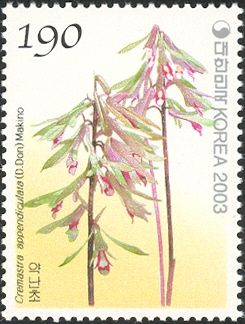 Cremastra appendiculata (D.Don) Makino