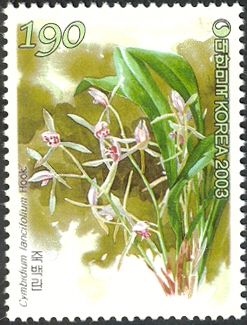 Cymbidium lancifolium Hook