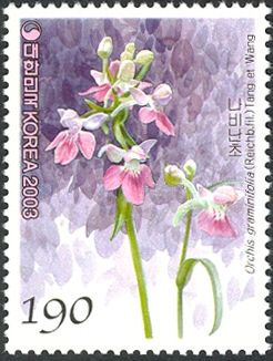 Orchis graminifolia (Reichb. fil.) Tang et Wang