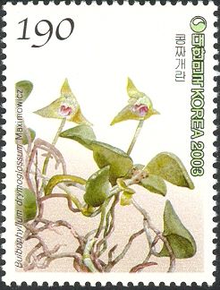 Bulbophyllum drymoglossum Maximowicz