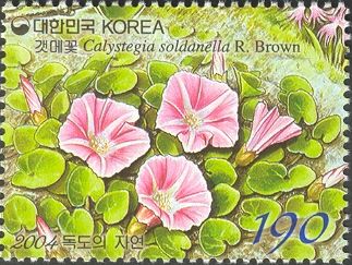 Calystegia soldanella R. Brown