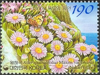 Seashore Spatulate Aster (Aster spathulifolius)