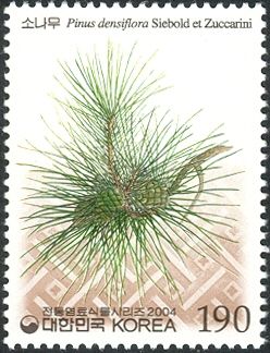 Pinus densiflora Siebold et Zuccarini