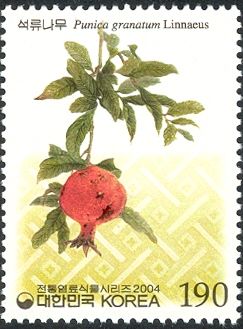 Punica granatum Linnaeus