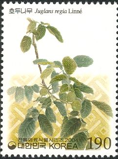 Juglans regia