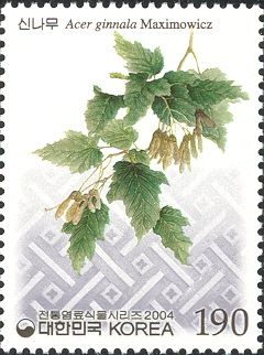Acer ginnala Maximowicz
