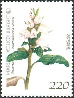 Goodyera maximiowicziana Makino