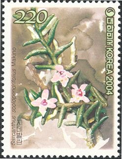 Sarcanthus scolopendrifolius Makino